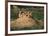 Prairie Dogs at their Burrow-W. Perry Conway-Framed Photographic Print