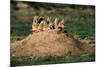 Prairie Dogs at their Burrow-W. Perry Conway-Mounted Photographic Print