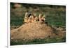 Prairie Dogs at their Burrow-W. Perry Conway-Framed Photographic Print