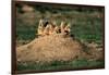 Prairie Dogs at their Burrow-W. Perry Conway-Framed Photographic Print