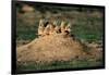 Prairie Dogs at their Burrow-W. Perry Conway-Framed Photographic Print
