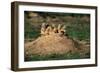 Prairie Dogs at their Burrow-W. Perry Conway-Framed Photographic Print