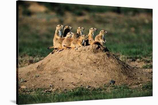 Prairie Dogs at their Burrow-W. Perry Conway-Stretched Canvas