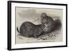 Prairie Dogs in the Zoological Society's Gardens, Regent's Park-Harrison William Weir-Framed Giclee Print
