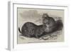 Prairie Dogs in the Zoological Society's Gardens, Regent's Park-Harrison William Weir-Framed Giclee Print