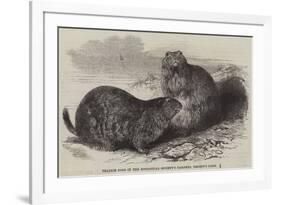 Prairie Dogs in the Zoological Society's Gardens, Regent's Park-Harrison William Weir-Framed Giclee Print