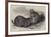 Prairie Dogs in the Zoological Society's Gardens, Regent's Park-Harrison William Weir-Framed Giclee Print