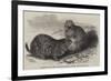 Prairie Dogs in the Zoological Society's Gardens, Regent's Park-Harrison William Weir-Framed Giclee Print