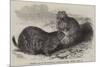 Prairie Dogs in the Zoological Society's Gardens, Regent's Park-Harrison William Weir-Mounted Giclee Print