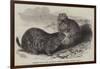 Prairie Dogs in the Zoological Society's Gardens, Regent's Park-Harrison William Weir-Framed Giclee Print