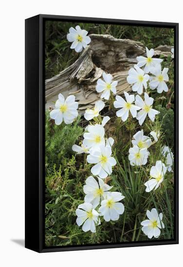 Prairie Evening Primroses Growing around Log, Cerrososo Canyon, New Mexico-Maresa Pryor-Framed Stretched Canvas