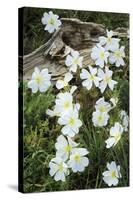 Prairie Evening Primroses Growing around Log, Cerrososo Canyon, New Mexico-Maresa Pryor-Stretched Canvas