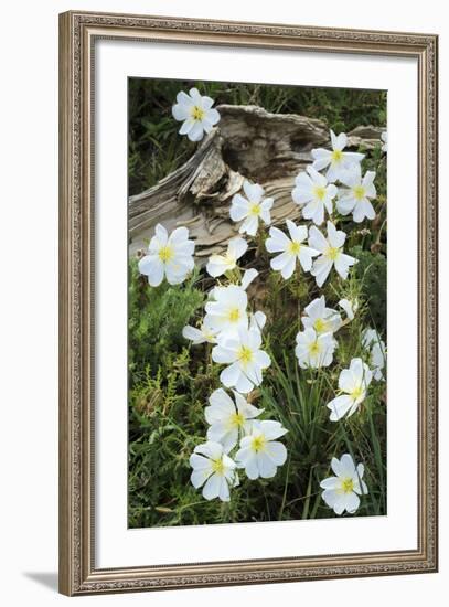 Prairie Evening Primroses Growing around Log, Cerrososo Canyon, New Mexico-Maresa Pryor-Framed Photographic Print