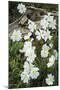 Prairie Evening Primroses Growing around Log, Cerrososo Canyon, New Mexico-Maresa Pryor-Mounted Photographic Print