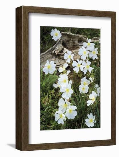 Prairie Evening Primroses Growing around Log, Cerrososo Canyon, New Mexico-Maresa Pryor-Framed Photographic Print