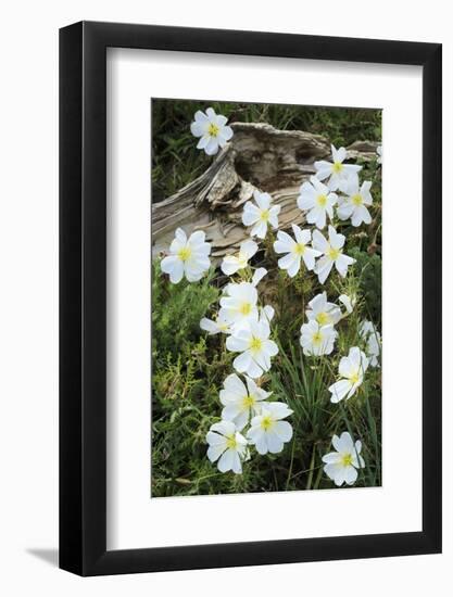 Prairie Evening Primroses Growing around Log, Cerrososo Canyon, New Mexico-Maresa Pryor-Framed Photographic Print