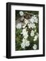 Prairie Evening Primroses Growing around Log, Cerrososo Canyon, New Mexico-Maresa Pryor-Framed Photographic Print