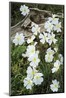 Prairie Evening Primroses Growing around Log, Cerrososo Canyon, New Mexico-Maresa Pryor-Mounted Photographic Print