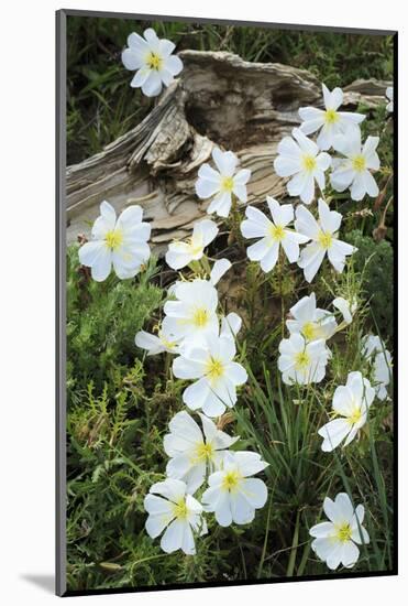 Prairie Evening Primroses Growing around Log, Cerrososo Canyon, New Mexico-Maresa Pryor-Mounted Photographic Print