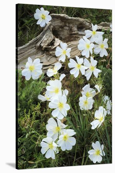 Prairie Evening Primroses Growing around Log, Cerrososo Canyon, New Mexico-Maresa Pryor-Stretched Canvas