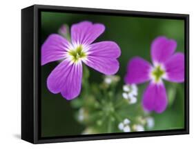 Prairie Flax, Linum Lewisii, Bielefeld, Germany-Thorsten Milse-Framed Stretched Canvas