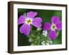 Prairie Flax, Linum Lewisii, Bielefeld, Germany-Thorsten Milse-Framed Photographic Print