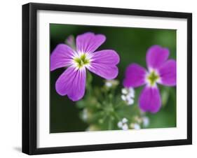 Prairie Flax, Linum Lewisii, Bielefeld, Germany-Thorsten Milse-Framed Photographic Print