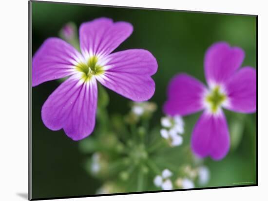 Prairie Flax, Linum Lewisii, Bielefeld, Germany-Thorsten Milse-Mounted Photographic Print