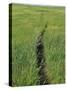 Prairie Footpath on Lewis and Clark's Route Near Mandan, North Dakota-null-Stretched Canvas