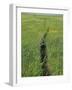 Prairie Footpath on Lewis and Clark's Route Near Mandan, North Dakota-null-Framed Photographic Print