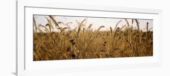 Prairie Grass in a Field-null-Framed Photographic Print