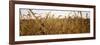 Prairie Grass in a Field-null-Framed Photographic Print