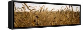 Prairie Grass in a Field-null-Framed Stretched Canvas