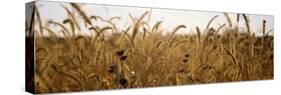 Prairie Grass in a Field-null-Stretched Canvas