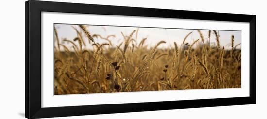 Prairie Grass in a Field-null-Framed Photographic Print