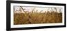 Prairie Grass in a Field-null-Framed Photographic Print