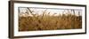 Prairie Grass in a Field-null-Framed Photographic Print