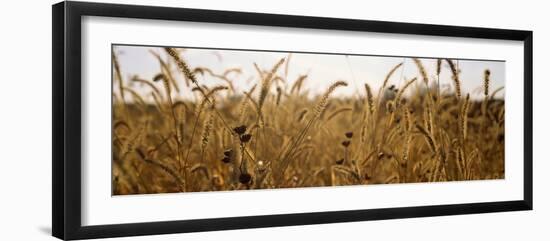 Prairie Grass in a Field-null-Framed Photographic Print