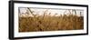 Prairie Grass in a Field-null-Framed Photographic Print