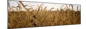 Prairie Grass in a Field-null-Mounted Photographic Print