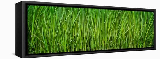 Prairie Grass Panorama-Steve Gadomski-Framed Stretched Canvas