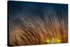 Prairie Grass Sunset Patterns-Steve Gadomski-Stretched Canvas