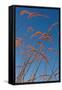 Prairie Grasses-Steve Gadomski-Framed Stretched Canvas