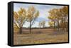 Prairie Grassland, Beatrice, Nebraska, USA-Walter Bibikow-Framed Stretched Canvas