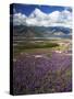 Prairie Lupine above Spirit Lake, Mt. St. Helens National Volcanic Monument-Charles Gurche-Stretched Canvas