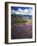 Prairie Lupine above Spirit Lake, Mt. St. Helens National Volcanic Monument-Charles Gurche-Framed Photographic Print