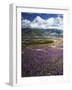 Prairie Lupine above Spirit Lake, Mt. St. Helens National Volcanic Monument-Charles Gurche-Framed Photographic Print