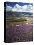 Prairie Lupine above Spirit Lake, Mt. St. Helens National Volcanic Monument-Charles Gurche-Stretched Canvas