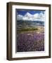 Prairie Lupine above Spirit Lake, Mt. St. Helens National Volcanic Monument-Charles Gurche-Framed Photographic Print