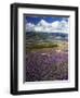 Prairie Lupine above Spirit Lake, Mt. St. Helens National Volcanic Monument-Charles Gurche-Framed Photographic Print